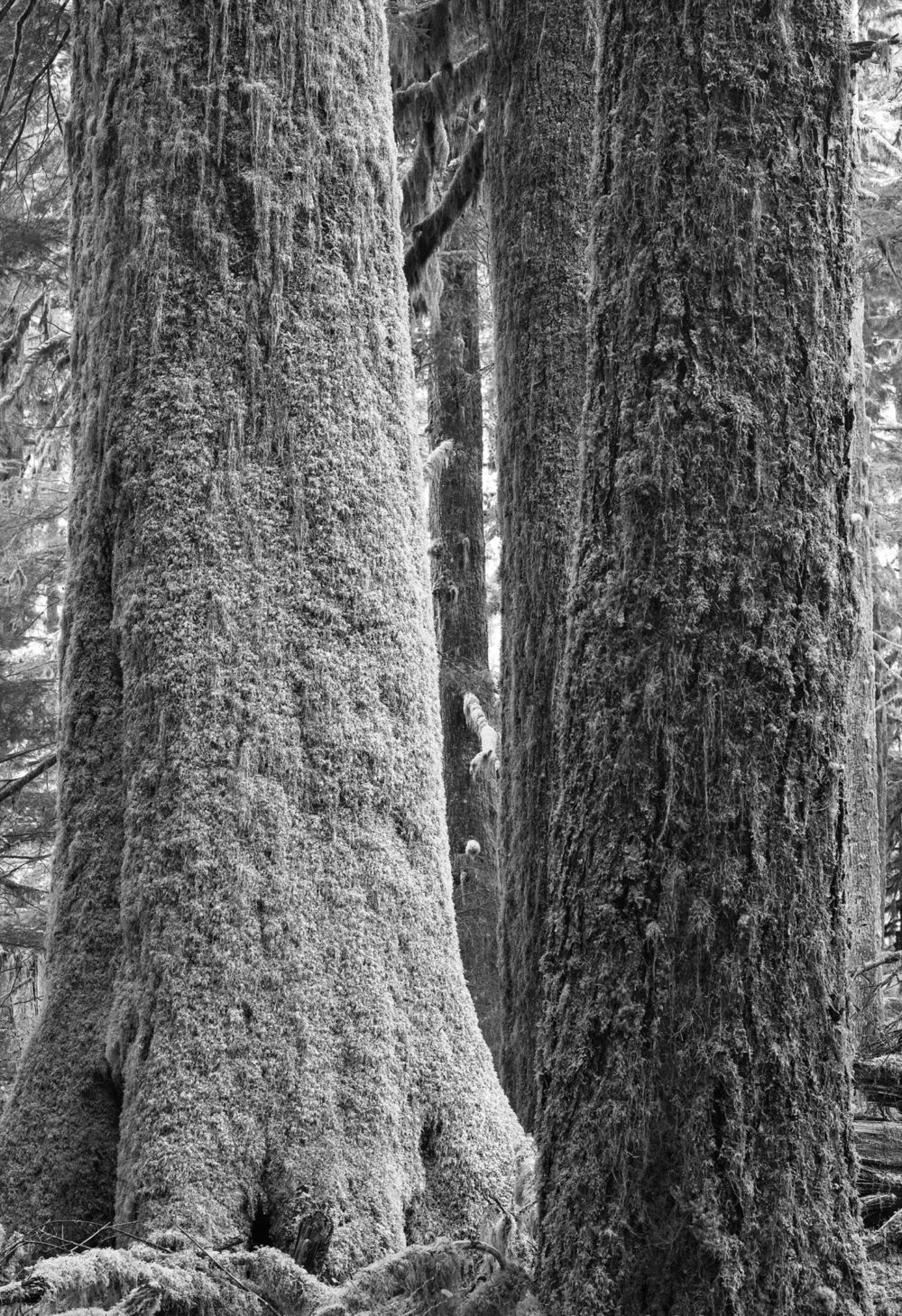 Western Hemlock & Cedar - Fine Art Landscape Image I captured this subject was shot in Sony Full Frame with a Contax 50mm Lens in the Cascade Mountains of Washington State.
