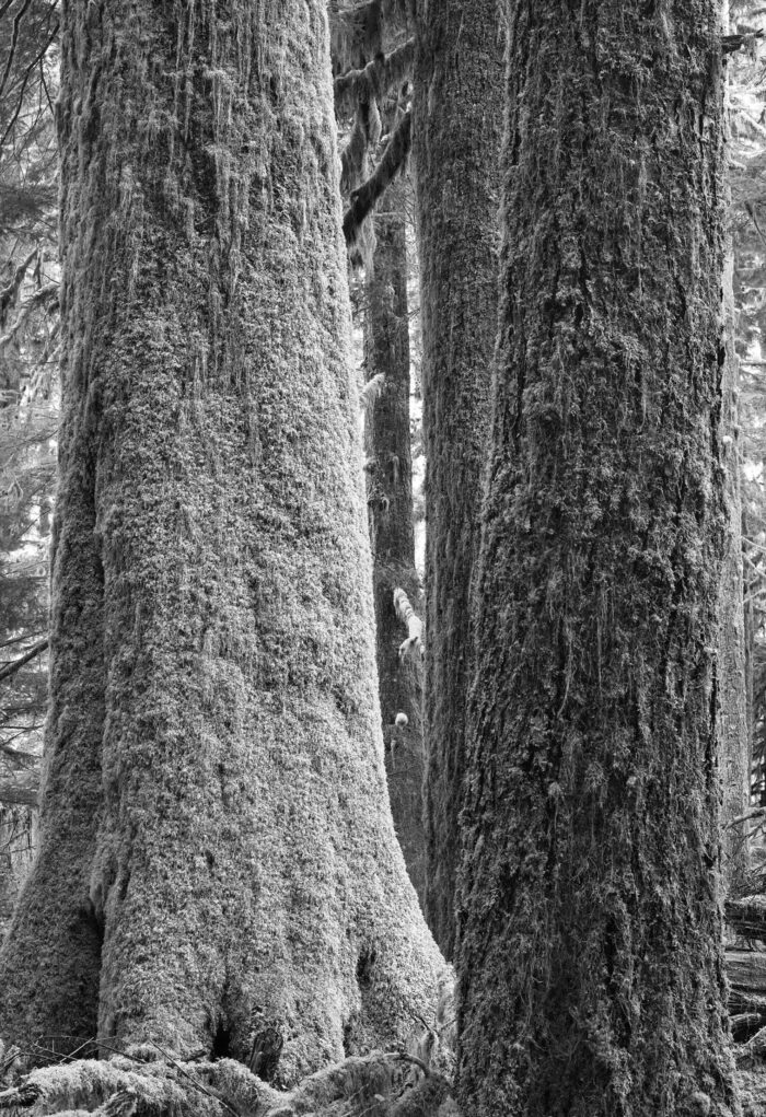 Western Hemlock & Cedar - Fine Art Landscape Image I captured this subject was shot in Sony Full Frame with a Contax 50mm Lens in the Cascade Mountains of Washington State.