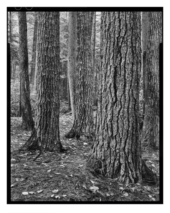 Eastern Hemlocks - Fine Art B&W Print from 4x5 Film "Eastern Hemlocks and White Pines #2" is offered as a limited edition, fine art black and white photographic print. I captured this subject in TMax 100 4x5 sheet film with an Ebony 4x5 view camera and 135mm APO Rodenstock Sironar S APO lens in Alan Seeger Natural Area of Rothrock State Forest, Pennsylvania.