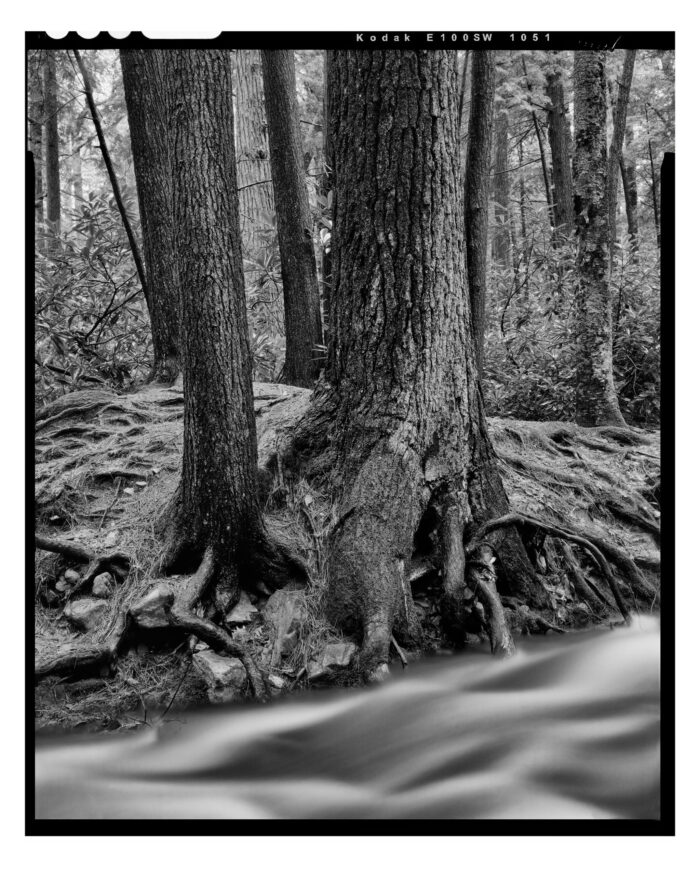 Standing Stone Creek #4, Life Blood - Fine Art B&W Print "Life Blood at Standing Stone Creek #4" is offered as a limited edition, fine art black and white photographic landscape print. I captured this subject on Kodak TMax 100 film with an Ebony 4x5 camera and 150mm Rodenstock Sironar S lens in Alan Seeger Natural Area, Rothrock State Forest, PA.