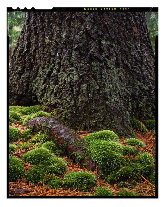 Root and Moss - Archival Print from 4x5 Transparency