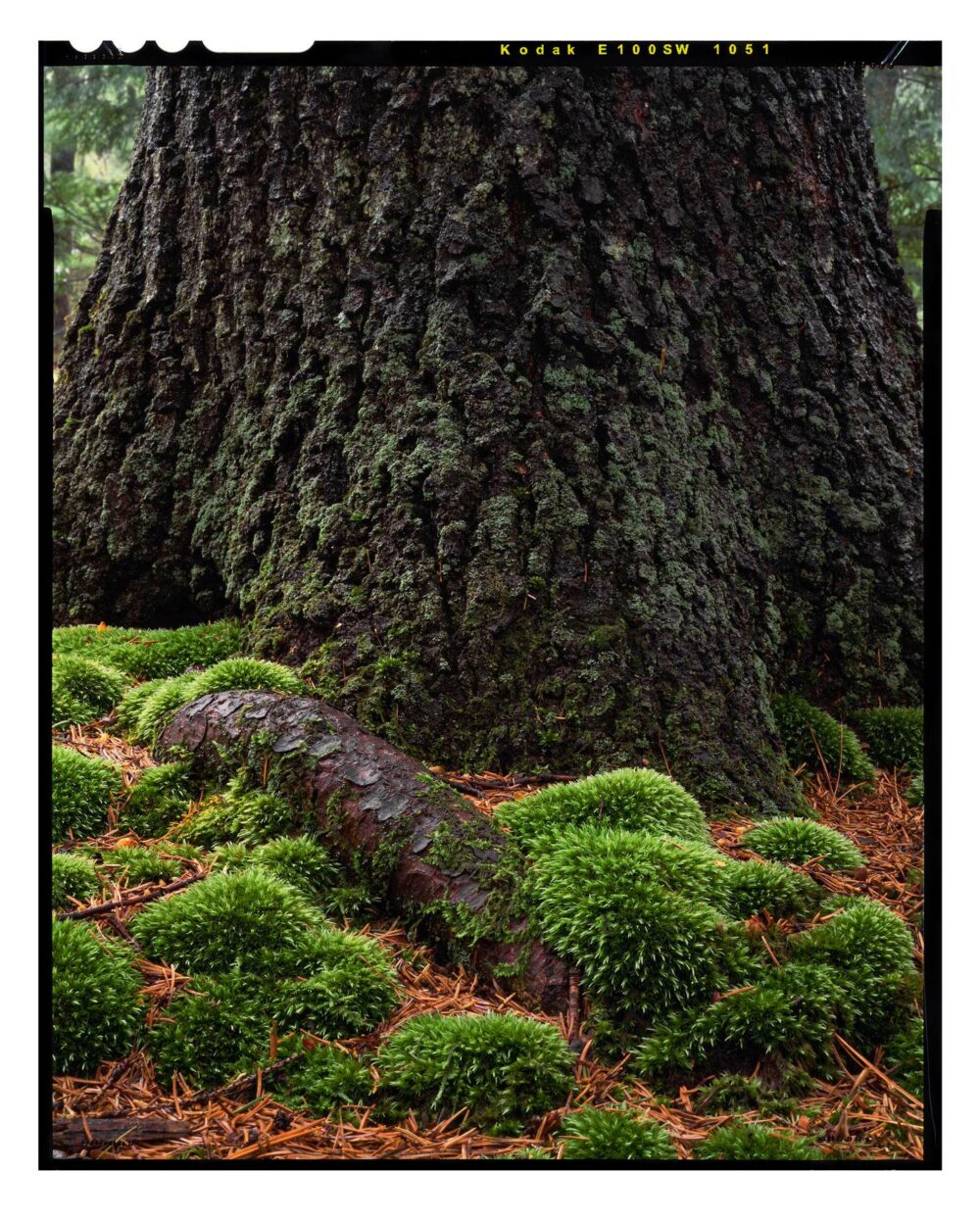 "Root and Moss #1" is offered as a limited edition, color fine art photographic print. I captured this subject in Detweiler Run Natural Area in Rothrock State Forest, Pennsylvania