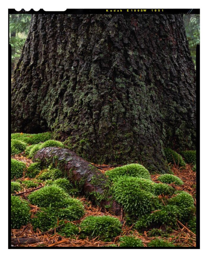 "Root and Moss #1" is offered as a limited edition, color fine art photographic print. I captured this subject in Detweiler Run Natural Area in Rothrock State Forest, Pennsylvania