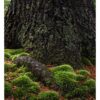 "Root and Moss #1" is offered as a limited edition, color fine art photographic print. I captured this subject in Detweiler Run Natural Area in Rothrock State Forest, Pennsylvania