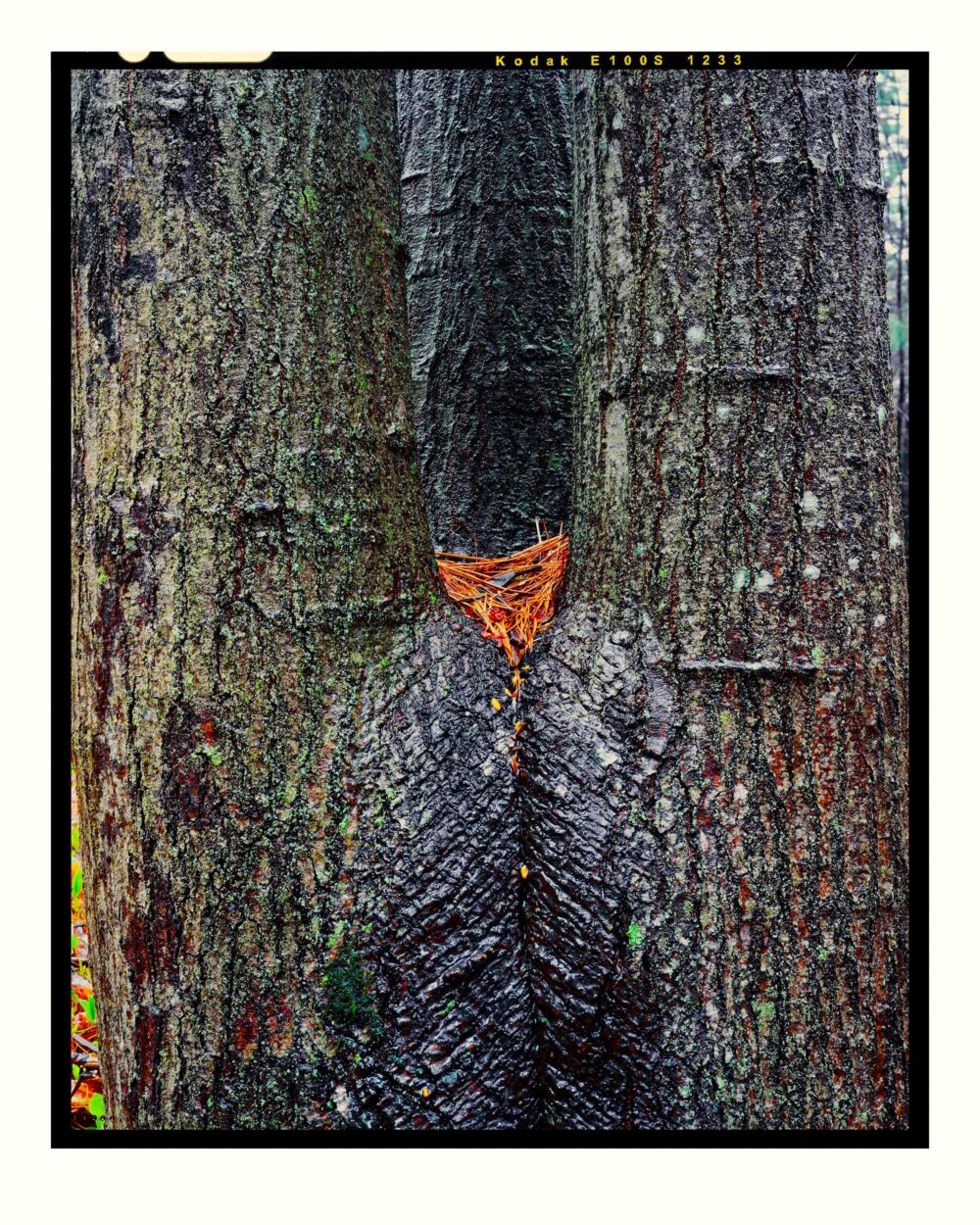 Maple Crotch #4, Acadia National Park - Large Fine Art Color Landscape Print from 4x5 Transparency Film