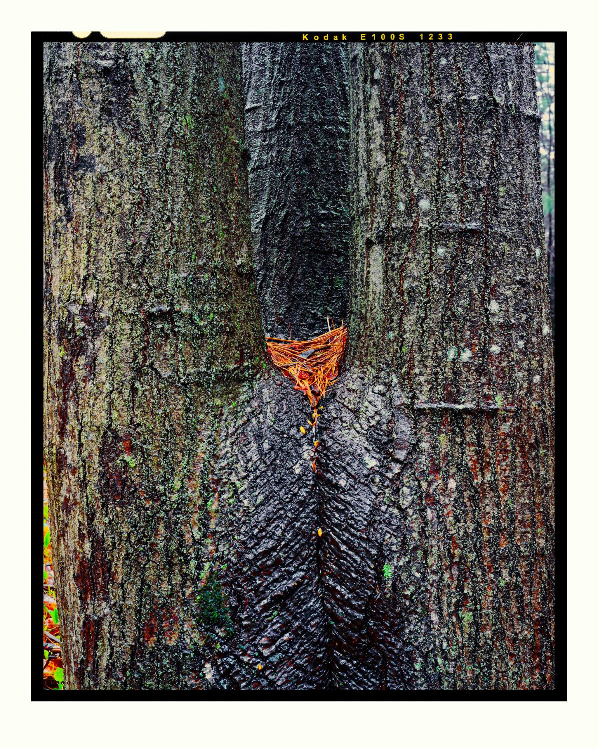 Maple Crotch #4, Acadia National Park - Large Fine Art Color Landscape Print from 4x5 Transparency Film