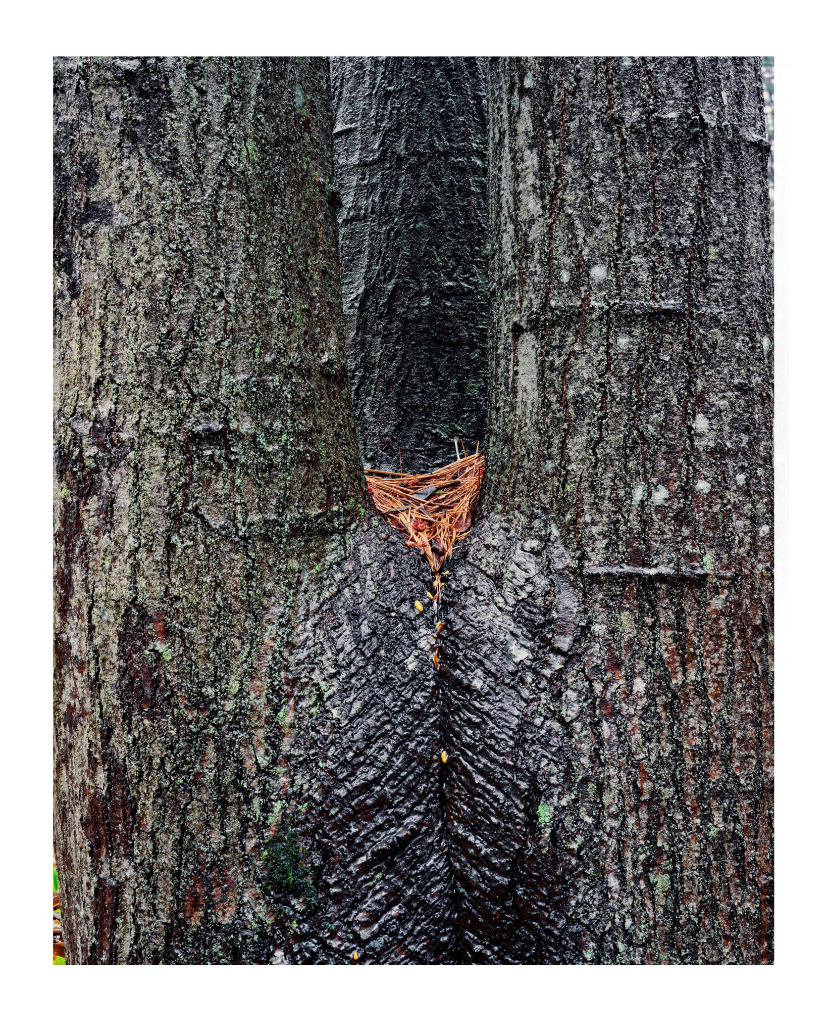 Maple Crotch #4 without film border, Acadia National Park from 4x5 Transparency