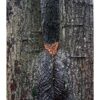 Maple Crotch #4 without film border, Acadia National Park from 4x5 Transparency