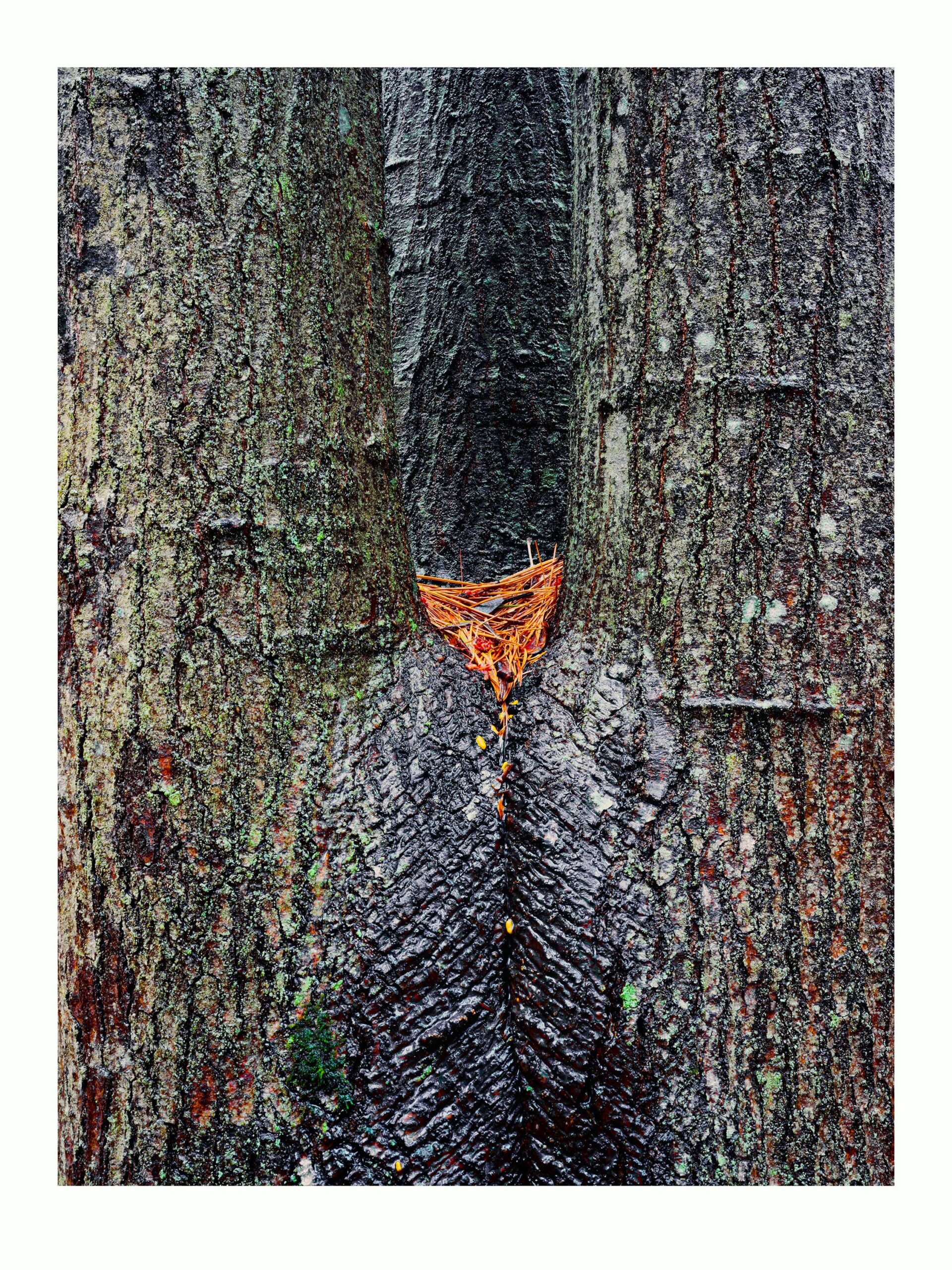 Maple Crotch #4, Acadia National Park - Large Fine Art Color Landscape Print from 4x5 Transparency Film - Tree Portrait