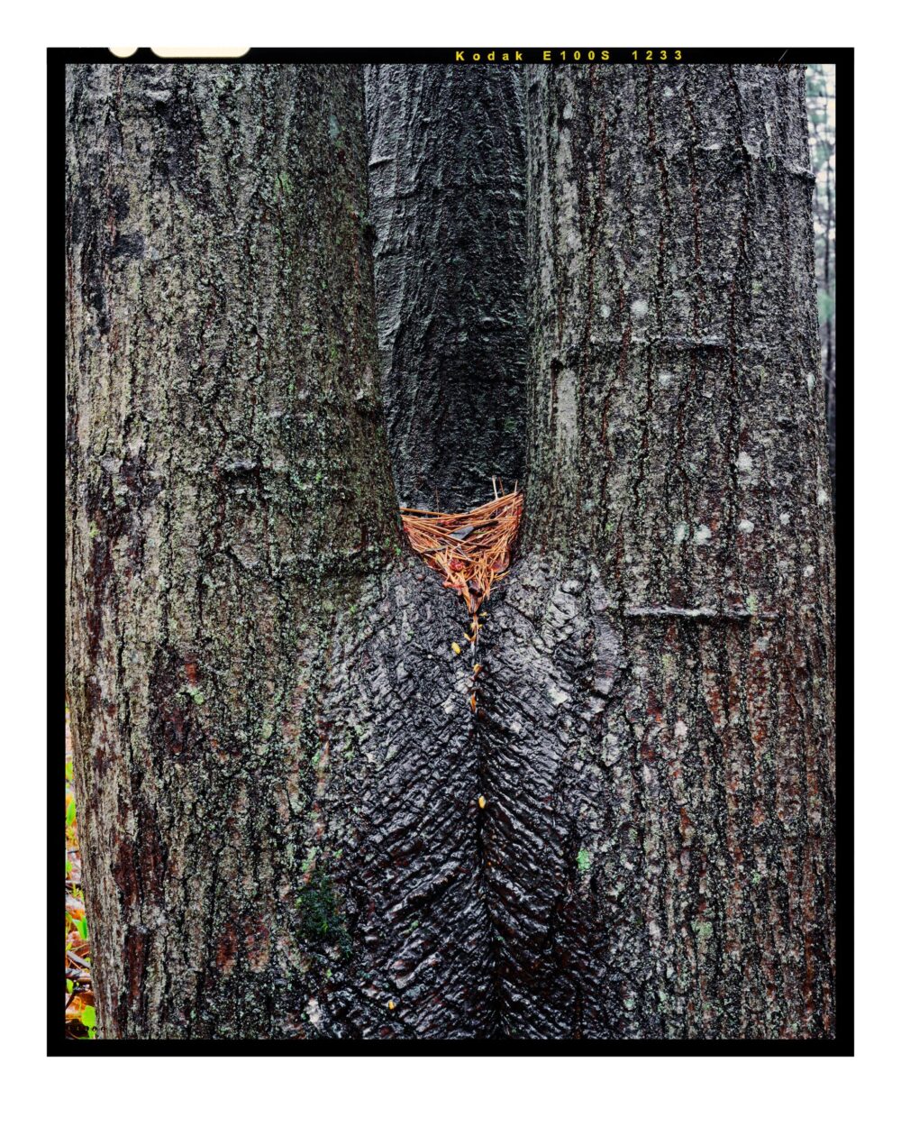 Maple Crotch #4, Acadia National Park - Large Fine Art Color Landscape Print from 4x5 Transparency Film