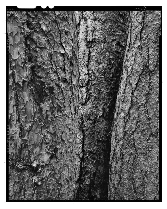 Old growth red pine trio, fine art black and white print "Old Growth Red Pine Trio #2" is offered as a limited edition, fine art black and white photographic landscape print. I captured this subject on Kodak TMax 100 film with an Ebony 4x5 camera and 180mm Rodenstock Sironar S lens in Alan Seeger Natural Area, Rothrock State Forest, PA.
