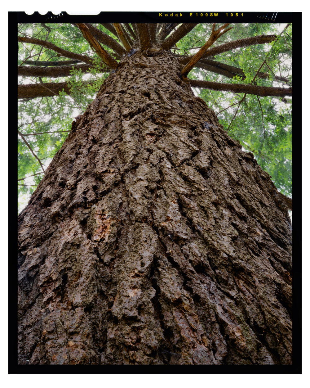 “Doomed Hemlock #9” is offered as a limited edition, fine art Color photographic print. I captured this subject in Kodak E100SW 4×5 transparency film with an Ebony 4×5 view camera and 90mm Rodenstock Grandagon lens in the Detweiler Run Natural Area of Rothrock State Forest, Pennsylvania.