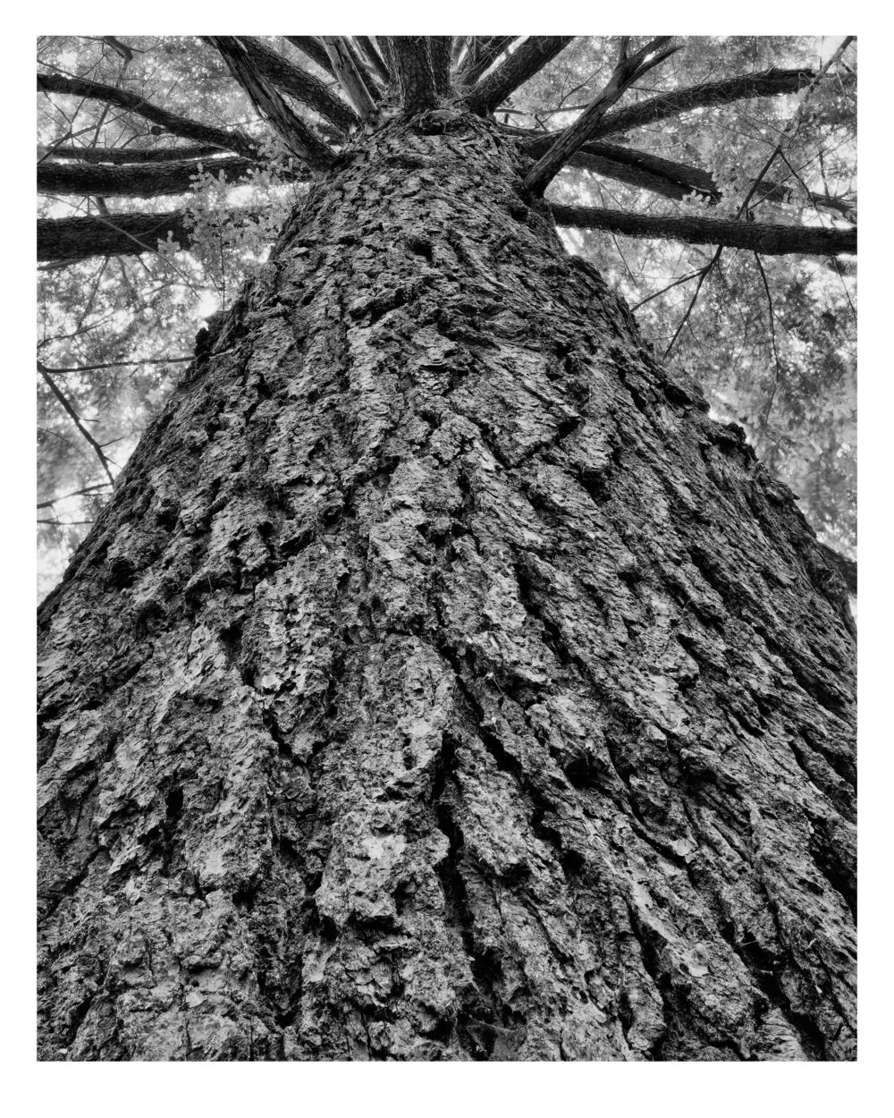 "Doomed Hemlock #9" is offered as a limited edition, fine art black and white photographic print. I captured this subject in TMax 100 4x5 sheet film with an Ebony 4x5 view camera and 90mm Rodenstock Grandagon in the Detweiler Run Natural Area of Rothrock State Forest, Pennsylvania.