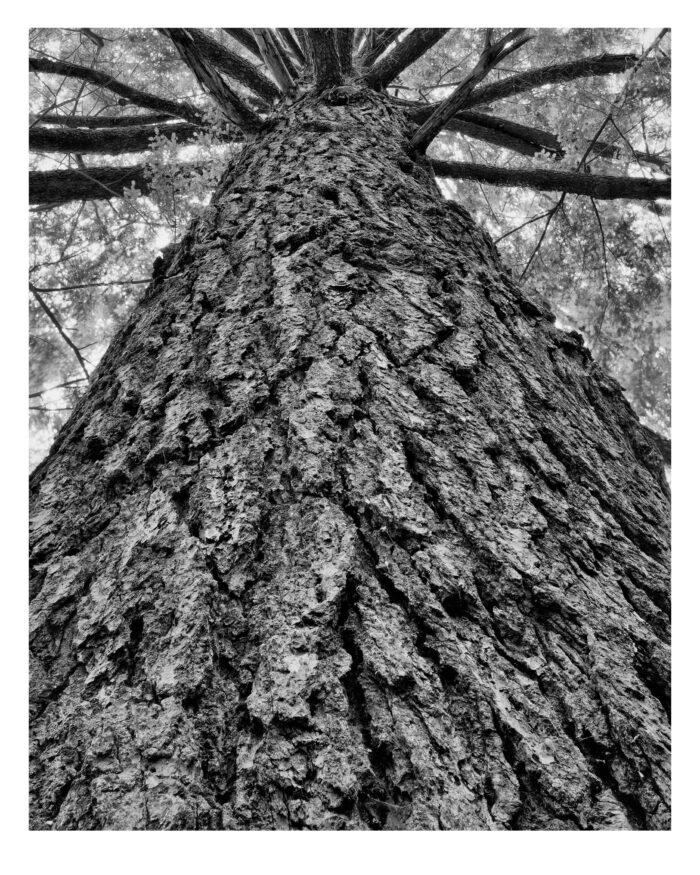 "Doomed Hemlock #9" is offered as a limited edition, fine art black and white photographic print. I captured this subject in TMax 100 4x5 sheet film with an Ebony 4x5 view camera and 90mm Rodenstock Grandagon in the Detweiler Run Natural Area of Rothrock State Forest, Pennsylvania.
