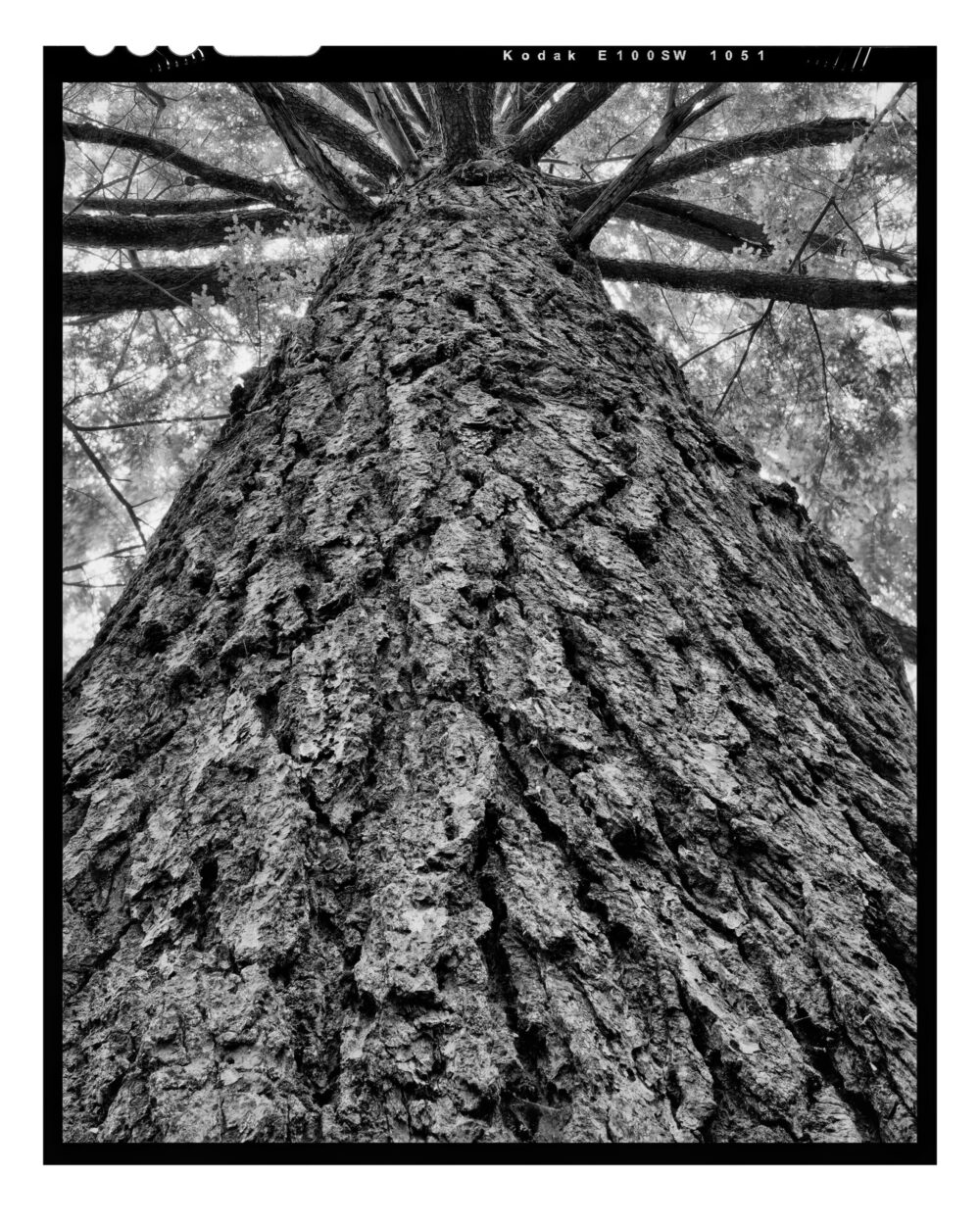 Doomed Hemlock #9, Black and White Fine Art Print from 4x5 Film- "Doomed Hemlock #9" is offered as a limited edition, fine art black and white photographic print. I captured this subject in TMax 100 4x5 sheet film with an Ebony 4x5 view camera and 90mm Rodenstock Grandagon in the Detweiler Run Natural Area of Rothrock State Forest, Pennsylvania.