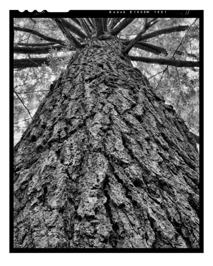 Doomed Hemlock #9, Black and White Fine Art Print from 4x5 Film- "Doomed Hemlock #9" is offered as a limited edition, fine art black and white photographic print. I captured this subject in TMax 100 4x5 sheet film with an Ebony 4x5 view camera and 90mm Rodenstock Grandagon in the Detweiler Run Natural Area of Rothrock State Forest, Pennsylvania.