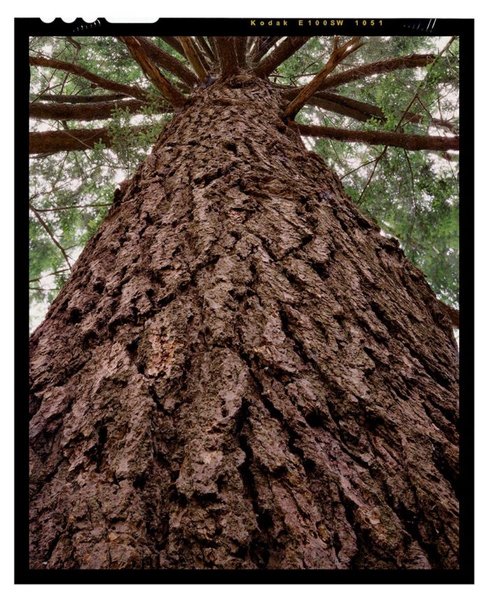 Doomed Hemlock, Alan Seeger Natural Area, fine art print from 4x5