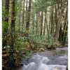 "Standing Stone Creek #3" is offered as a limited edition, color fine art photographic print. I captured this subject in Alan Seeger Natural Area in Rothrock State Forest, Pennsylvania