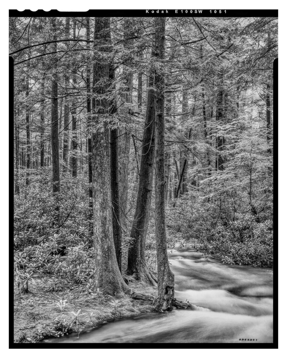 Standing Stone Creek #9 - B&W Museum Quality Landscape Print "Standing Stone Creek #9" is offered as a limited edition, fine art black and white photographic print. I captured this subject in 4x5 film with an Ebony 4x5 view camera and 135mm APO Rodenstock Sironar S APO lens in Alan Seeger Natural Area, Rothrock State Forest, PA.