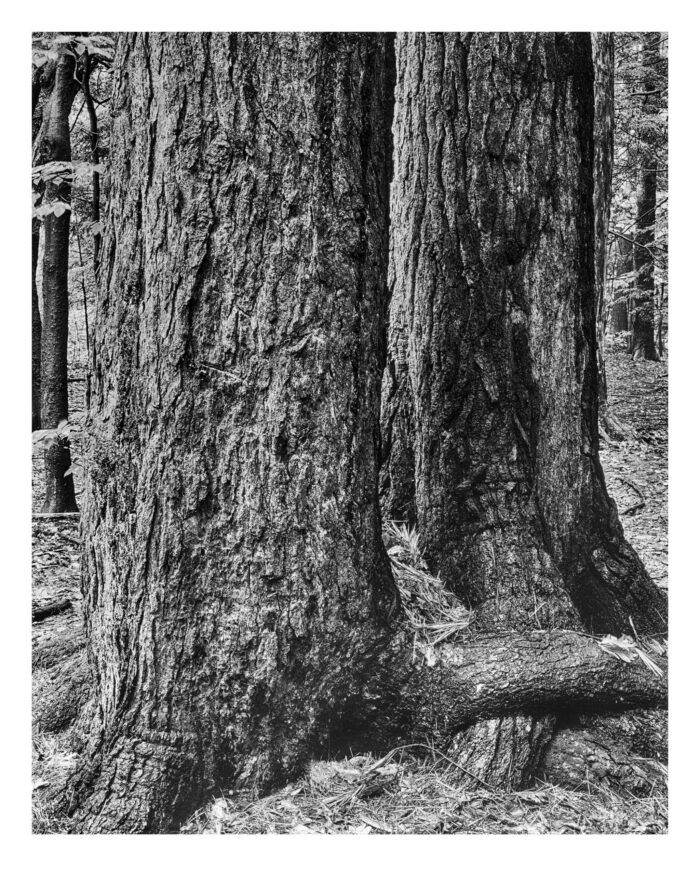 Old Growth White Pines, Root Swear - B&W Landscape Print - "Root Swear - Old Growth White Pines" is offered as a limited edition, fine art black and white photographic print. I captured this subject in 4x5 film with an Ebony 4x5 view camera and 150mm APO Rodenstock Sironar S APO lens in Cook State Forest, Pennsylvania.