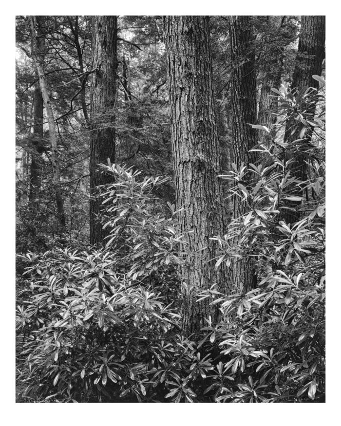 Doomed Hemlocks #7, Black & White Fine Art Print "Doomed Hemlocks #7" is offered as a limited edition, fine art black and white photographic print. I captured this subject in 4x5 film with an Ebony 4x5 view camera and 135mm APO Rodenstock Sironar S APO lens in the Detweiler Run Natural Area of Rothrock State Forest, Pennsylvania.