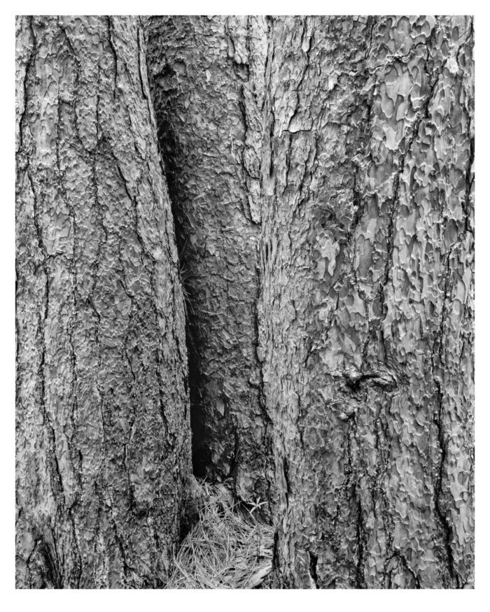 Old growth red pines, fine art black and white print - "Old Growth Red Pines #4" is offered as a limited edition, fine art black and white photographic print. I captured this subject in 4x5 film with an Ebony 4x5 view camera and 180mm APO Rodenstock Sironar S APO lens in the Detweiler Run Natural Area, Rothrock State Forest, Pennsylvania.