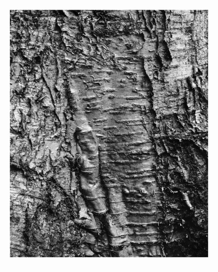 Ancient Beech Near The Imp Face - B&W Archival Print - "Ancient Beech Near The Imp Face" is offered as a limited edition, fine art black and white photographic print. I captured this subject in 4x5 film with an Ebony 4x5 view camera and 180mm APO Rodenstock Sironar S APO lens in the White Mountain National Forest in New Hampshire.