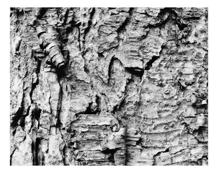Ancient Birch #7, Fine Art B&W Print from 4x5 Film - "Ancient Birch #7" is offered as a limited edition, fine art black and white photographic print. I captured this subject in 4x5 film with an Ebony 4x5 view camera and 180mm APO Rodenstock Sironar S APO lens in the White Mountain National Forest in New Hampshire.