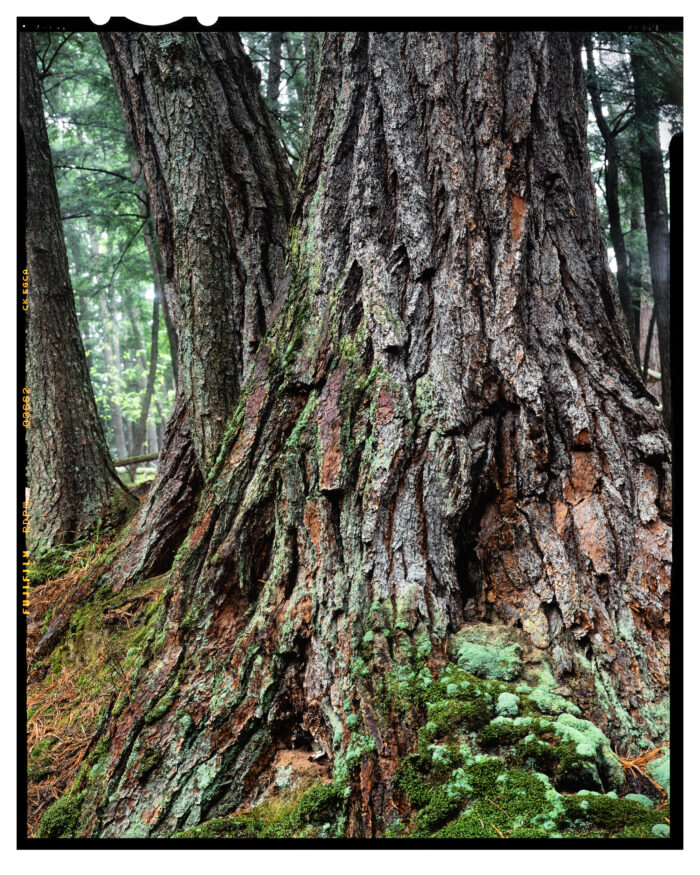 Ancient White Pine, Black River - Color Landscape Print "Ancient White Pine, Black River #1" is offered as a limited edition, fine art Color photographic print. I captured this subject near the Black River in the Upper Peninsula of Michigan.