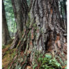 "Ancient White Pine, Black River #1" is offered as a limited edition, fine art Color photographic print. I captured this subject in Kodak E100SW 4x5 transparency film with an Ebony 4x5 view camera and Rodenstock Sironar S 135mm lens in near the Black River in the Upper Peninsula of Michigan.