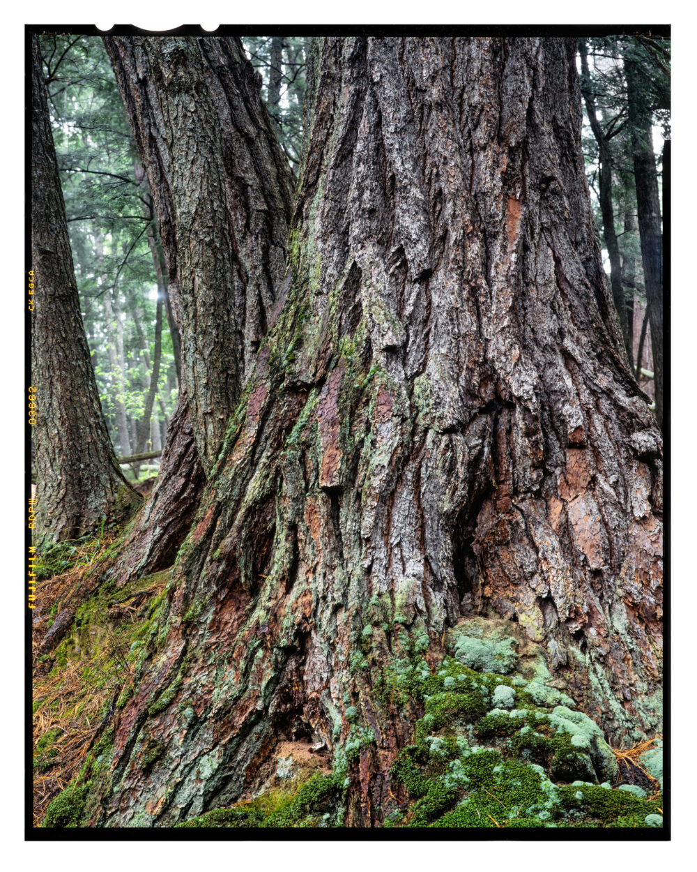 Ancient White Pine, Black River - Color Landscape Print