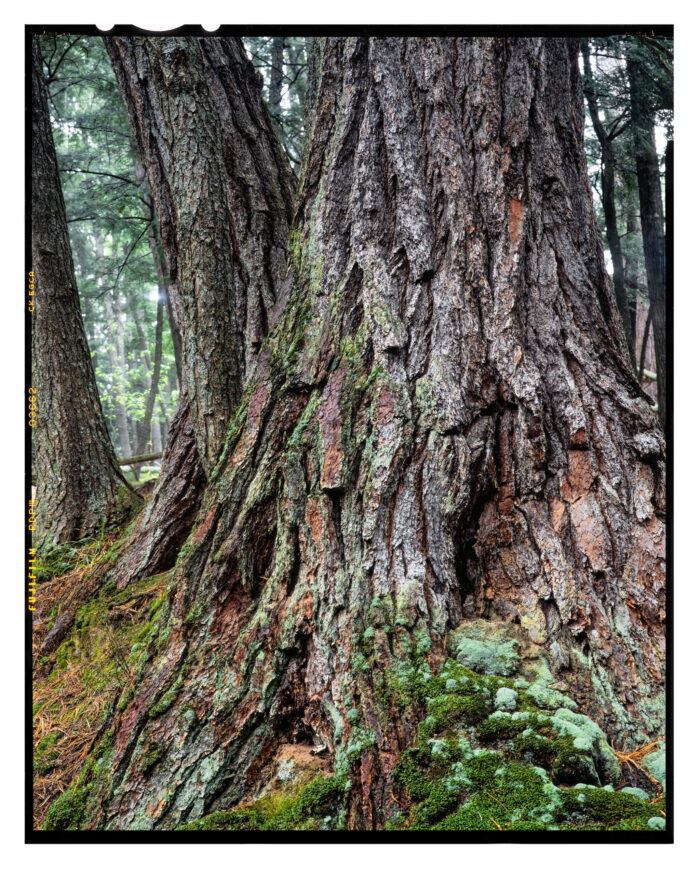 Ancient White Pine, Black River - Color Landscape Print