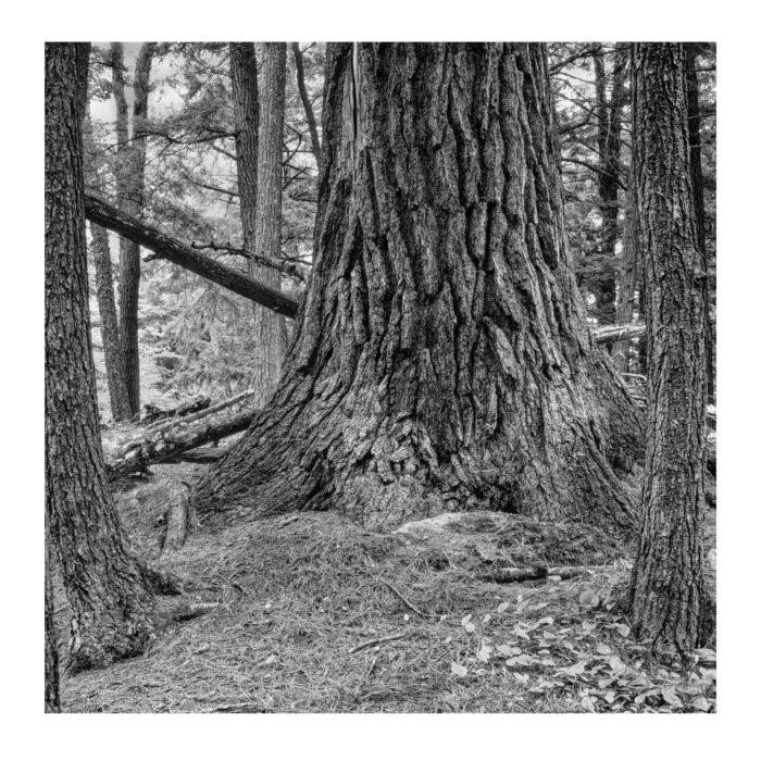 Large Format B&W Landscape Print "Ancient White Pine, Black River" is offered as a limited edition, fine art black and white photographic print. I captured this subject in 4x5 film with an Ebony 4x5 view camera and 135mm APO Rodenstock Sironar S APO lens in the Upper Peninsula of Michigan.
