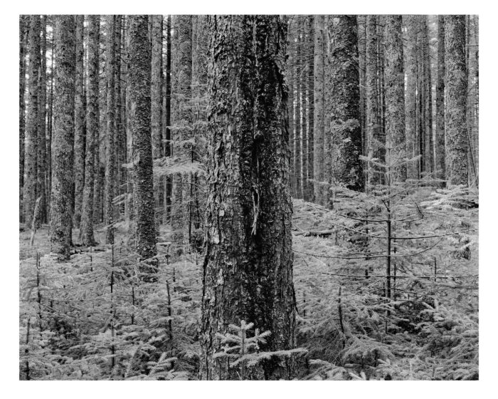Acadian Spruce Forest #3 - B&W Fine Art Photographic Print "Acadian Spruce Forest #3" is offered as a limited edition, fine art black and white photographic print. I captured this subject in 4x5 film with an Ebony 4x5 view camera and 150mm APO Rodenstock Sironar S APO lens in Acadia National Park, in Downeast Maine.