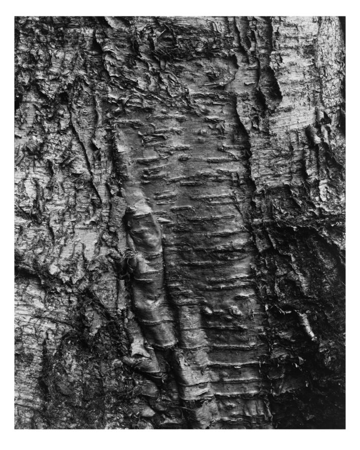 Ancient Birch #9 - Black and White Fine Art Print from 4x5 Film - "Ancient Birch #9" is offered as a limited edition, fine art black and white photographic print. I captured this subject in 4x5 sheet film with an Ebony 4x5 view camera and 135mm Rodenstock Sironar S lens in the Detweiler Run Natural Area of Rothrock State Forest, Pennsylvania.