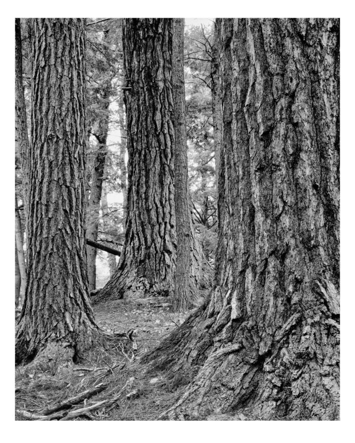 Old Growth White Pines, Black River - B&W Fine Art Print "Old Growth White Pines, Black River in B&W" is offered as a limited edition, fine art black and white photographic print. I captured this subject in 4x5 film with an Ebony 4x5 view camera and 135mm APO Rodenstock Sironar S APO lens in the Upper Peninsula of Michigan.