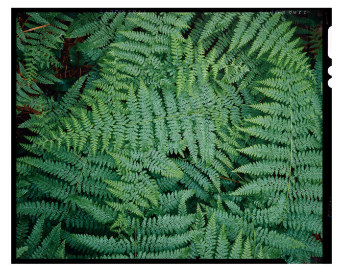 Acadian Ferns - Color Fine Art Print from 4x5 Film