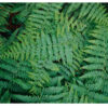 "Acadian Ferns" is offered as a limited edition, color fine art photographic print. I captured this subject in Acadia National Park, Maine