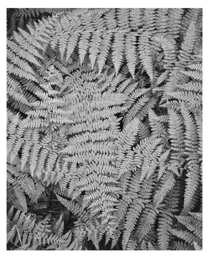 Acadian Ferns #7 - Black and White Fine Art Print from 4x5 Film "Acadian Ferns #7 in Grain" is offered as a limited edition, fine art black and white photographic print. I captured this subject in Kodak 1600 4x5 film with an Ebony 4x5 view camera and 135mm APO Rodenstock Sironar S APO lens in Acadia National Park, Maine.