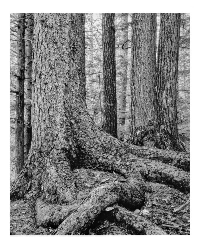 Relaxed Spruce along Imp Face Trail - B&W Print from 4x5 Film