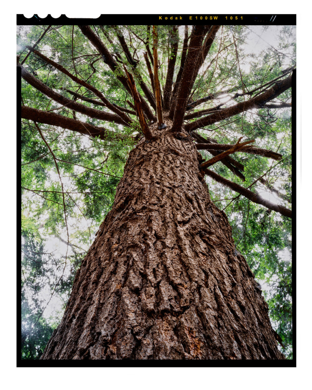 Doomed Old Growth Hemlock #12 - Color Fine Art Print from 4x5 Film
