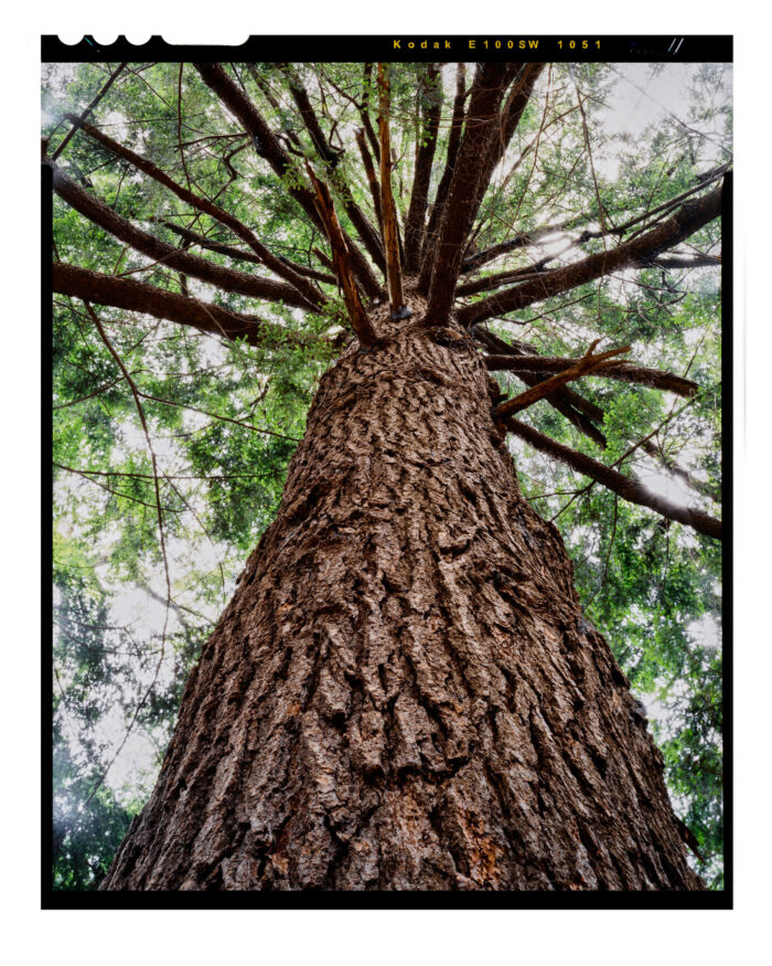 Doomed Old Growth Hemlock #12 - Color Fine Art Print from 4x5 Film
