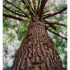 Doomed Old Growth Hemlock #12 – Color Fine Art Print from 4×5 Film