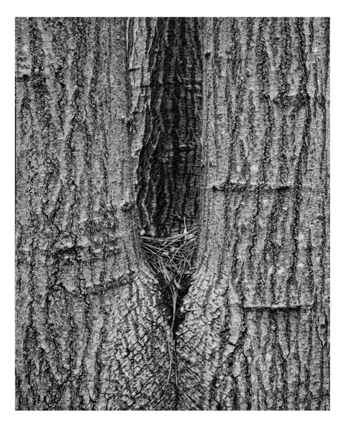Maple Crotch #5 in B&W - Fine Art "Maple Crotch #5 in B&W" is offered as a limited edition, fine art black and white photographic print. I captured this subject in 4x5 film with an Ebony 4x5 view camera and 135mm APO Rodenstock Sironar S APO lens in Acadia National Park, in Downeast Maine.Photographic Print from 4x5