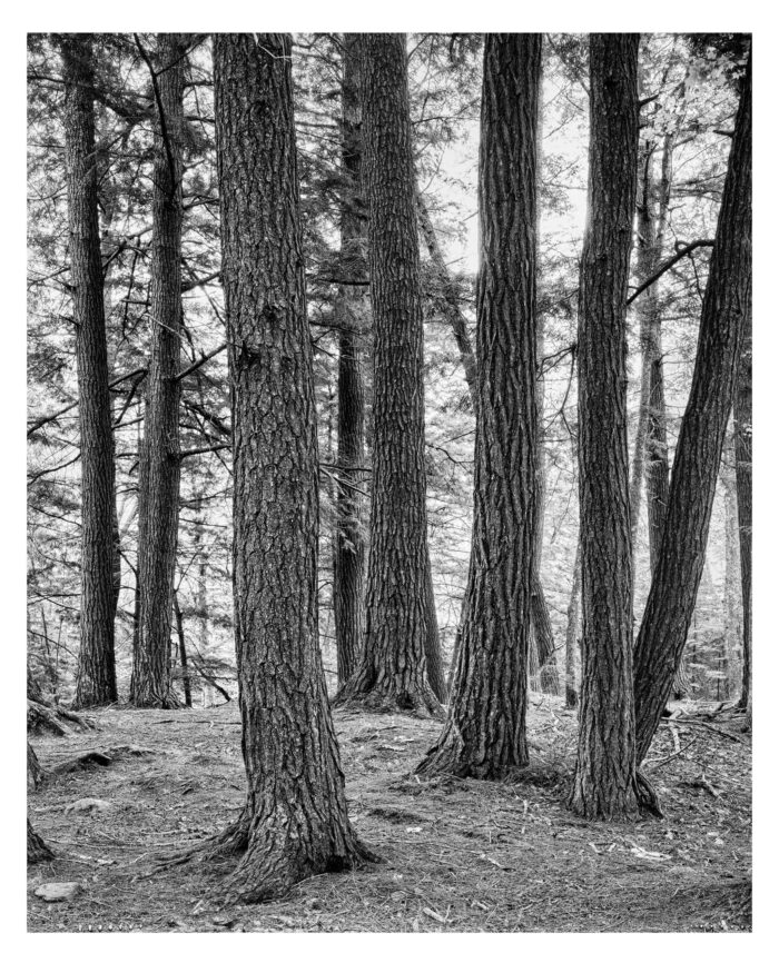 B&W Fine Art Photographic Print from 4x5 Film "Presque Isle Hemlocks #27 in B&W" is offered as a limited edition, fine art black and white photographic print. I captured this subject within the Porcupine Mountains State Park in the Upper Peninsula of Michigan.