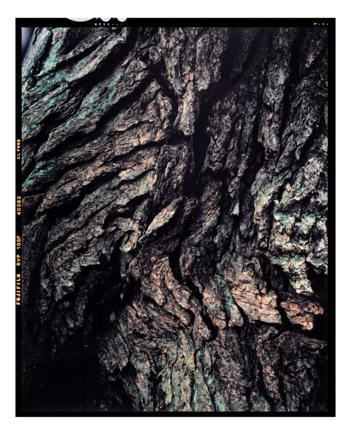 Old Growth White Pine, Black River 9 - Fine Art B&W Landscape Print