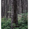 "Acadian Spruce Forest #9" is offered as a limited edition, color fine art photographic print. I captured this subject in Acadia National Park, Maine