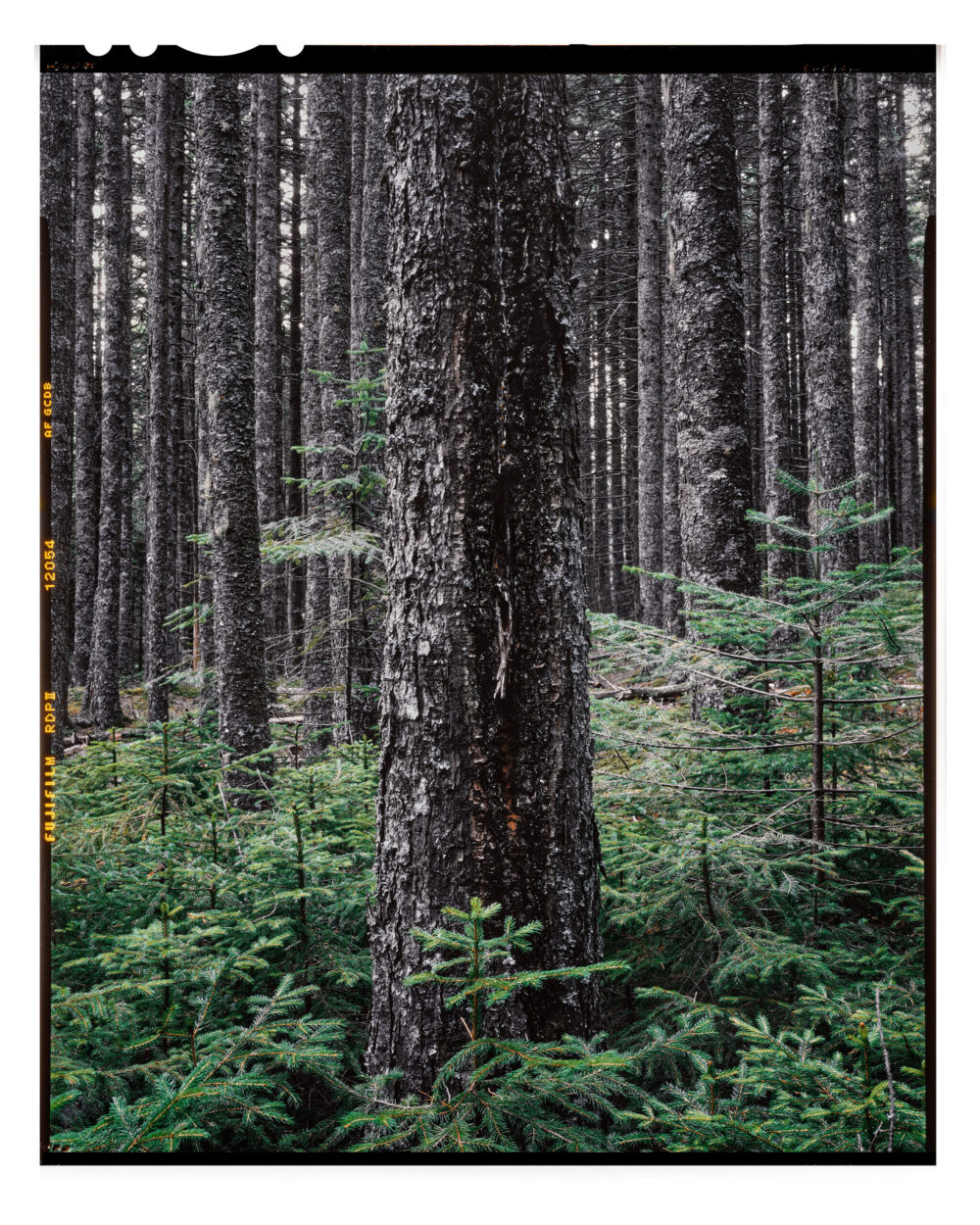 Acadian Spruce Forest #9 - Color Fine Art Landscape Print from 4x5 Transparency Film