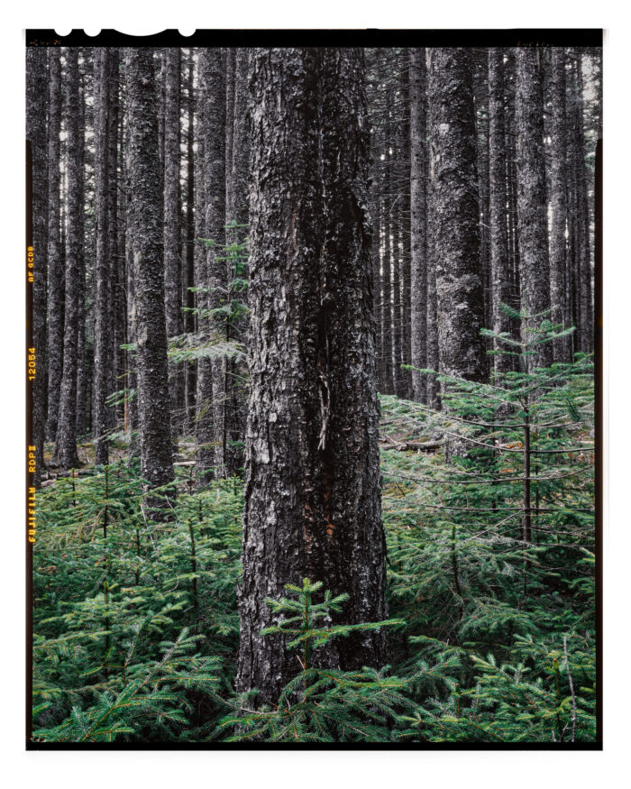Acadian Spruce Forest #9 - Color Fine Art Landscape Print from 4x5 Transparency Film