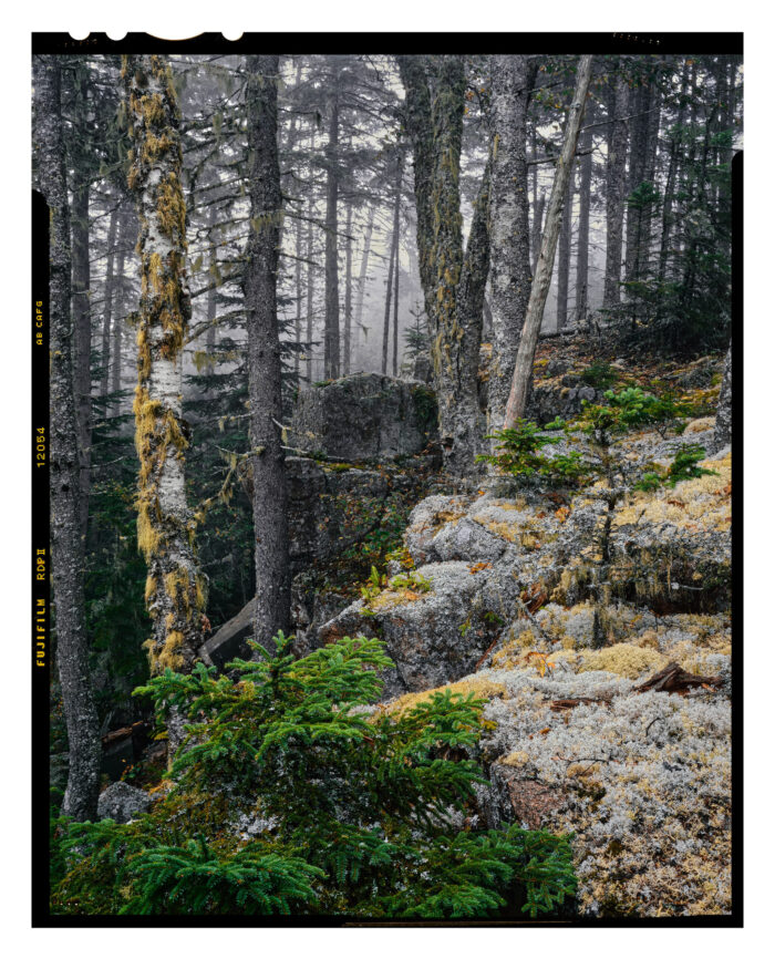 Precipice Trail, Acadia NP - Museum Quality Fine Art Color Print from 4x5 Film
